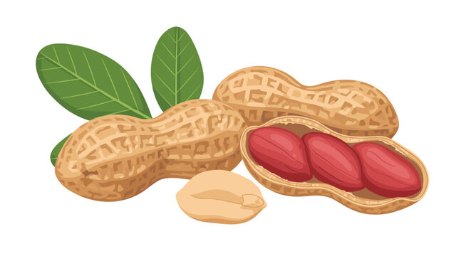 Detailed illustration of peanuts with shells and kernels shown alongside green leaves against a white background.