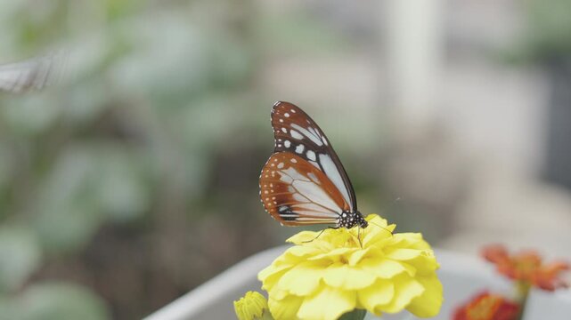 Close up selective focus of a beautiful tiger butterfly resting and feeding on vibrant orange marigold flowers. Delicate wings detailed against a soft, blurred garden background in natural daylight.