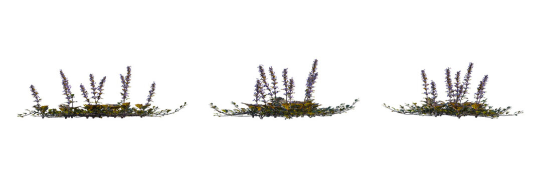 Ajuga Reptans (Carpet Bugle) &ndash; Ground Cover with Blue Flowers