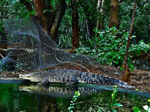 crocodile resting in the forest