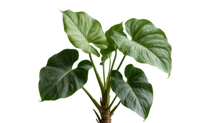 Lush green Philodendron Gloriosum plant with large textured leaves, isolated on transparent background © Sorin