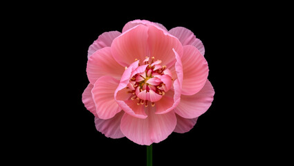 Fototapeta premium Pink Peony Flower Blooming on Black Background