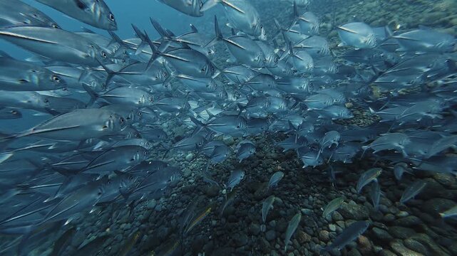 Close-up underwater footage of bigeye trevally swimming together in a dense school over a tropical reef slope in clear blue water.