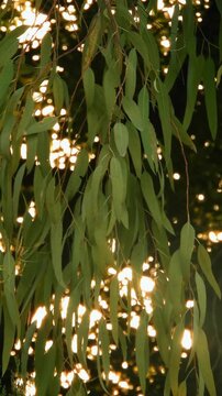 Eucalyptus Leaf Background - 4k Vertical Video