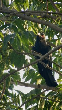 Asian Koel Singing On Tree - 4k Vertical Video