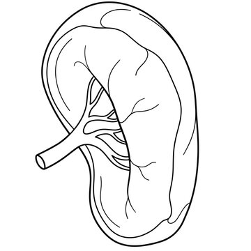 Human science spleen pancreas gallbladder colon and urinary bladder