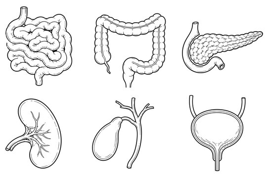 Science small intestine large intestine colon pancreas gallbladder