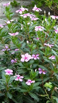 Pink Madagascar Periwinkle - 4k Vertical Video