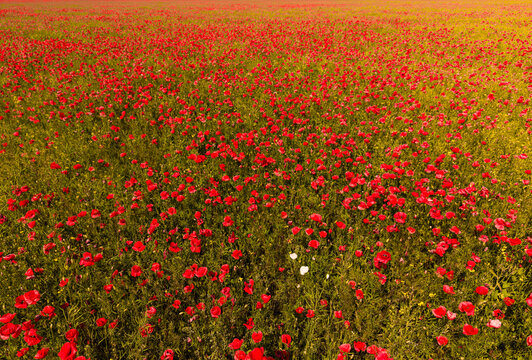 Vibrant red poppy field under blue sky, beautiful field of wild poppies flowers in summer countryside landscape background