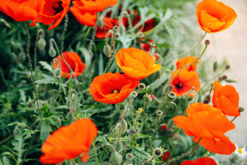 Fototapeta premium Macro Close-up of a Vibrant Red Poppy Flower, Delicate Translucent Petals in Bright Natural Summer Light