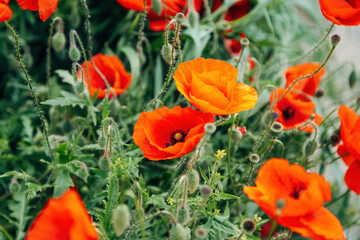Fototapeta premium Macro Close-up of a Vibrant Red Poppy Flower, Delicate Translucent Petals in Bright Natural Summer Light