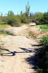 Fototapeta premium Arizona Desert Arroyo