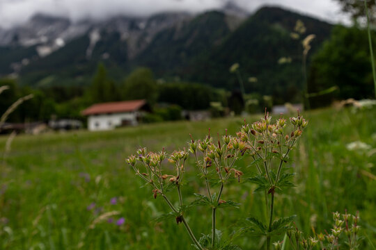 Alpine Meadow Wildflowers with Blurred Tyrolean Village Background