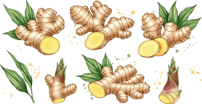 Fresh Ginger Root with Green Leaves and Sliced Pieces Detailed Illustration Collection Vector Set