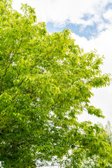 Fototapeta premium Hornbeam maple or Acer Carpinifolium plant in Saint Gallen in Switzerland 7.5.2026