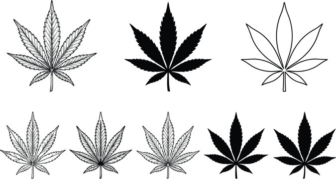 Cannabis leaf vector set featuring detailed line art woodcut engravings black silhouettes and simple outlines of marijuana foliage