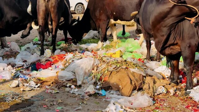 In the Heart of Urban Decay: Cows Foraging Through Filthy Waste, Highlighting the Struggle of Animals Surrounding Human Pollution in Modern Society