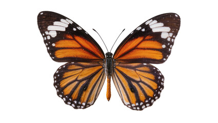 Detailed monarch butterfly with orange black and white wings, isolated on transparent background © Constantin