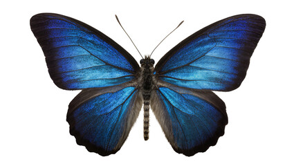 Vibrant blue morpho butterfly with detailed wing patterns, isolated on transparent background © Constantin