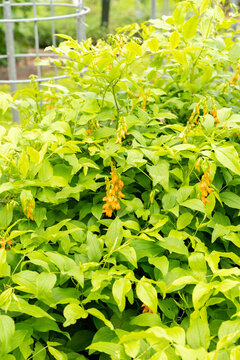 Lathyrus Laevigatus ssp Occidentalis plant in Saint Gallen in Switzerland 7.5.2026