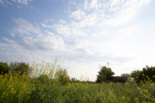 Summer Wildflower Meadow with Yellow Flowers and Bright Cloudy Sky