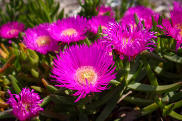 Fototapeta premium Shallow depth of field close-up of vivid pink flowers and green succulent leaves.