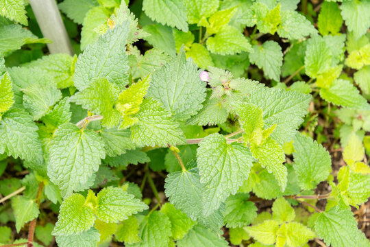 Spotted henbit or Lamium Maculatum plant in Saint Gallen in Switzerland 7.5.2026