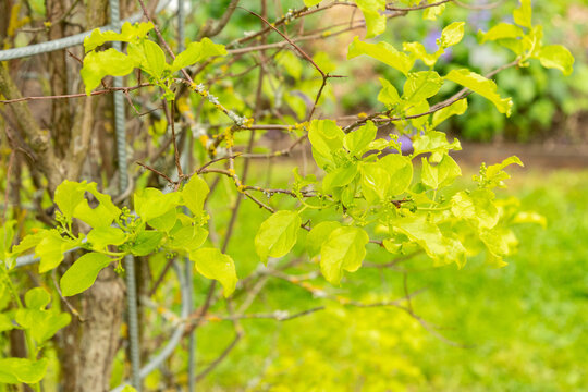 Celastrus Flagellaris plant in Saint Gallen in Switzerland 7.5.2026