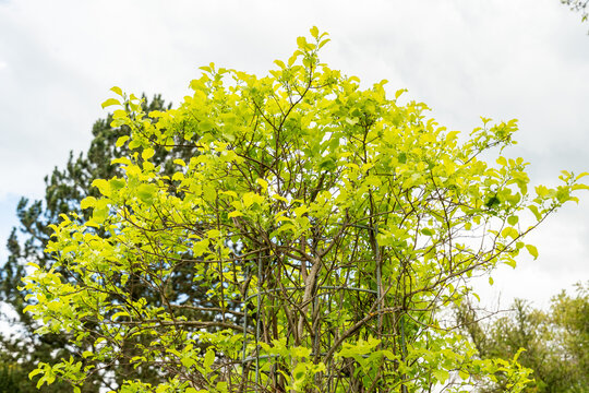 Celastrus Flagellaris plant in Saint Gallen in Switzerland 7.5.2026
