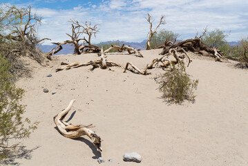 dead tree in the desert © Walter