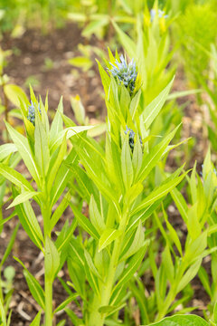Eastern bluestar or Amsonia Tabernaemontana plant in Saint Gallen in Switzerland 7.5.2026
