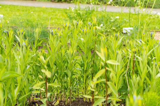 Eastern bluestar or Amsonia Tabernaemontana plant in Saint Gallen in Switzerland 7.5.2026
