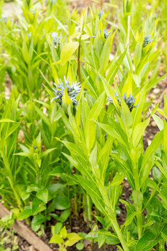 Eastern bluestar or Amsonia Tabernaemontana plant in Saint Gallen in Switzerland 7.5.2026