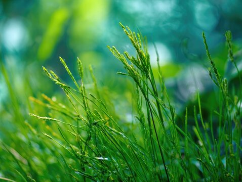 Close-up of vibrant green grass, sunlit, shallow depth of field, blurred background