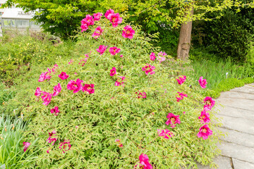 Naklejka premium Paeonia Rockii plant in Saint Gallen in Switzerland 7.5.2026