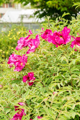 Naklejka premium Paeonia Rockii plant in Saint Gallen in Switzerland 7.5.2026