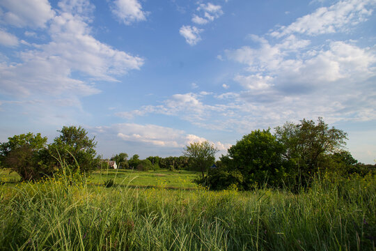 Green Summer Meadow with Trees and Blue Cloudy Sky in Countryside