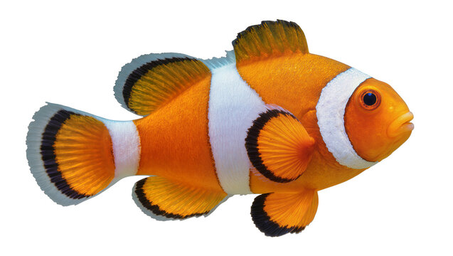 Vibrant orange and white clownfish with black fin edges, isolated on transparent background