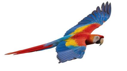 Vibrant scarlet macaw parrot with blue and yellow wings in flight, isolated on transparent background © Veaceslav