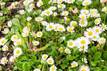 Daisy or Bellis Perennis plant in Saint Gallen in Switzerland 7.5.2026 © Robert