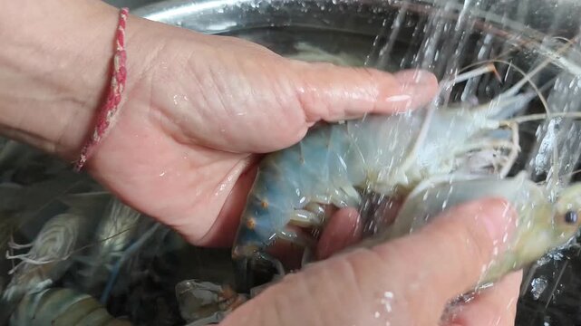 A woman is washing shrimp and other seafood with clean water in preparation for cooking