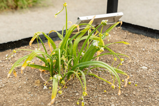 Few flowered garlic or Allium Paradoxum plant in Saint Gallen in Switzerland 7.5.2026
