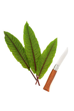 Common sorrel herb green leaf salad health food on white with knife. Superfood rich in vitamins and nutrients, antioxidants, oxalic acid. Used in herbal medicine.