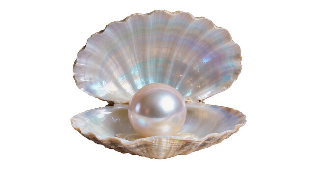 Large iridescent oyster shell holding a single lustrous pearl, isolated on transparent background