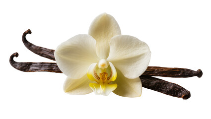 Delicate vanilla orchid flower with dried vanilla beans, isolated on transparent background © Maria