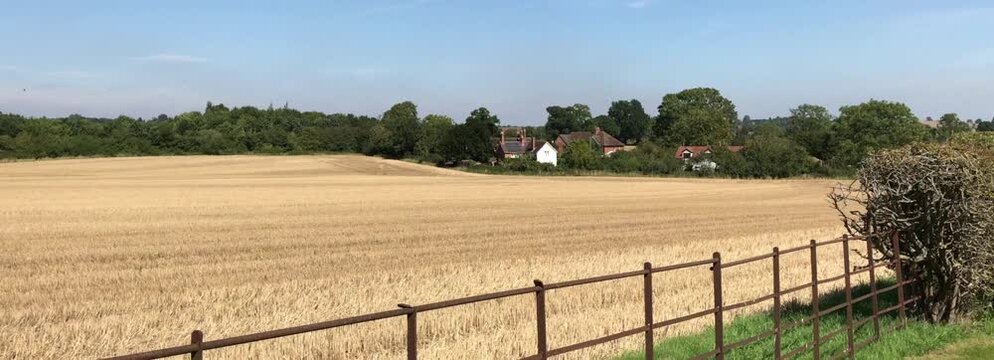 farmland  cornfield before harvesting of arable crops
