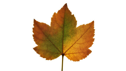 Fototapeta premium Autumn maple leaf with gradient colors, isolated on transparent background