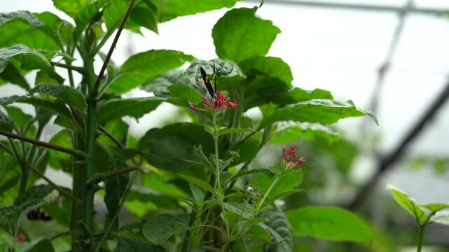 Butterflies on Tropical Leaves in Mindo Ecuador