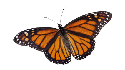 Monarch butterfly with orange black and white patterned wings, isolated on transparent background © Maria