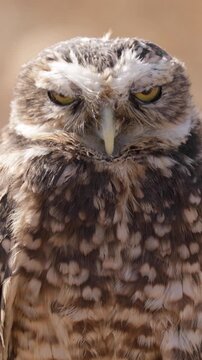 Cute Burrowing Owl looking out from his borrow. Vertical Video.